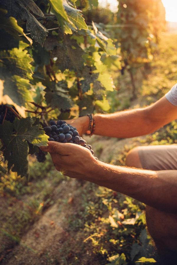 Babo Agriturismo Conviviale Castagnole delle Lanze Zewnętrze zdjęcie