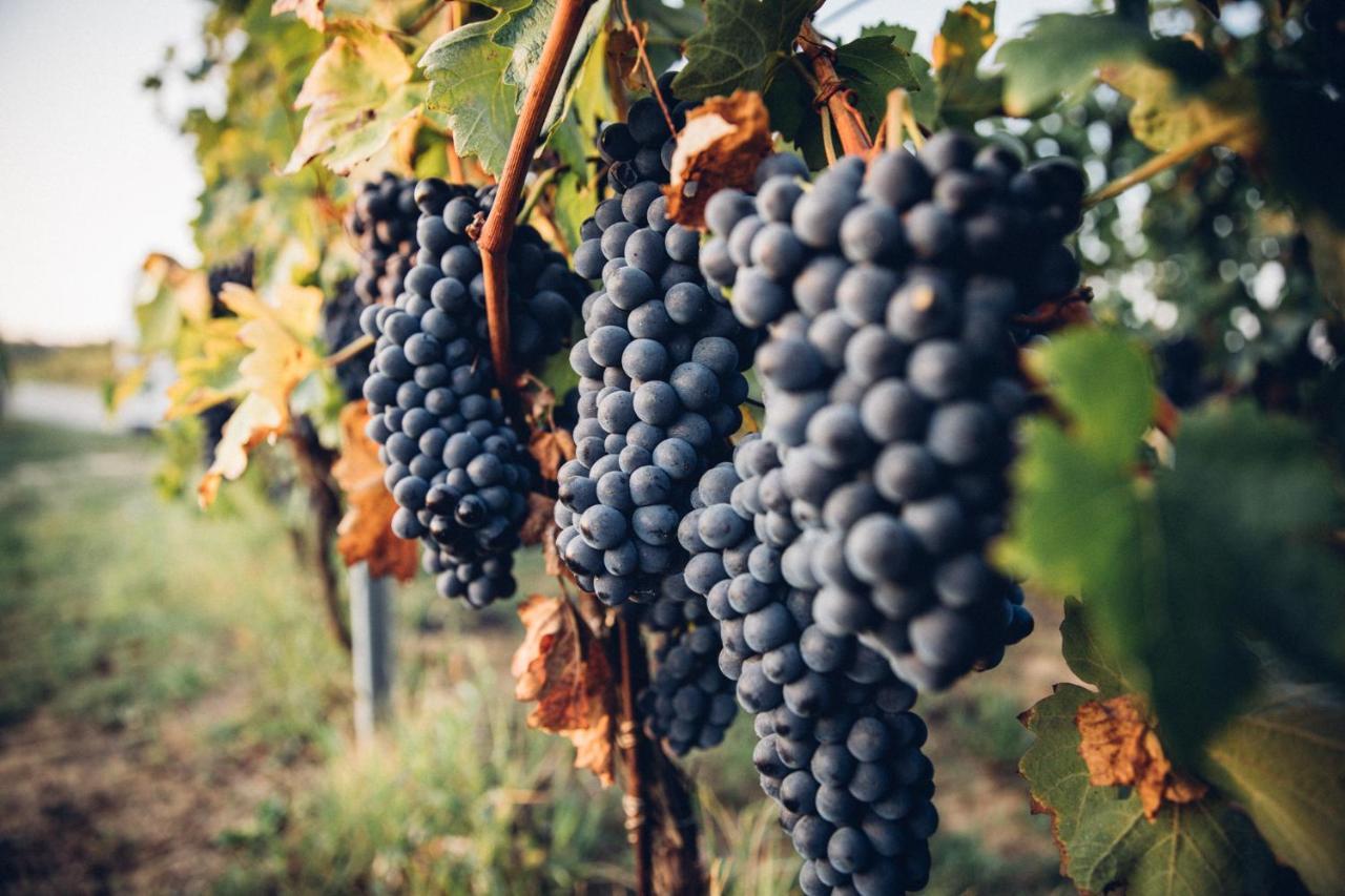 Babo Agriturismo Conviviale Castagnole delle Lanze Zewnętrze zdjęcie